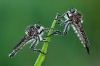 C3478_Robberfly_Pair  Australia.jpg